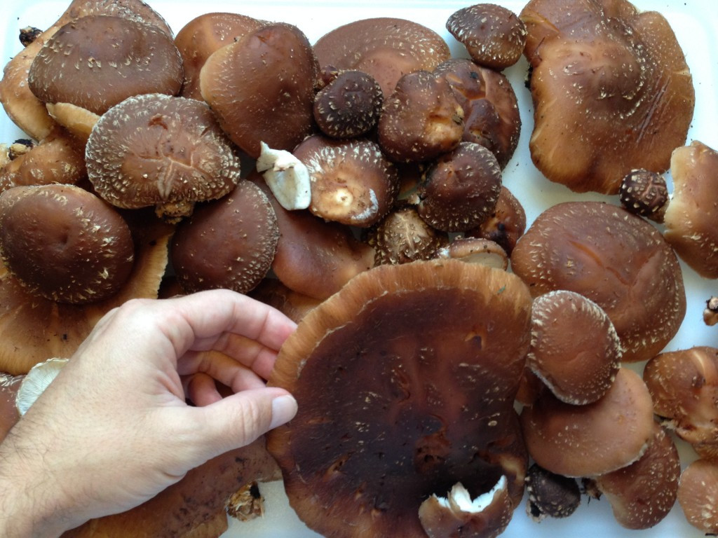 How To Cook Shiitake Mushrooms
 How Long Do Shiitake Mushrooms Take To Cook In Soup