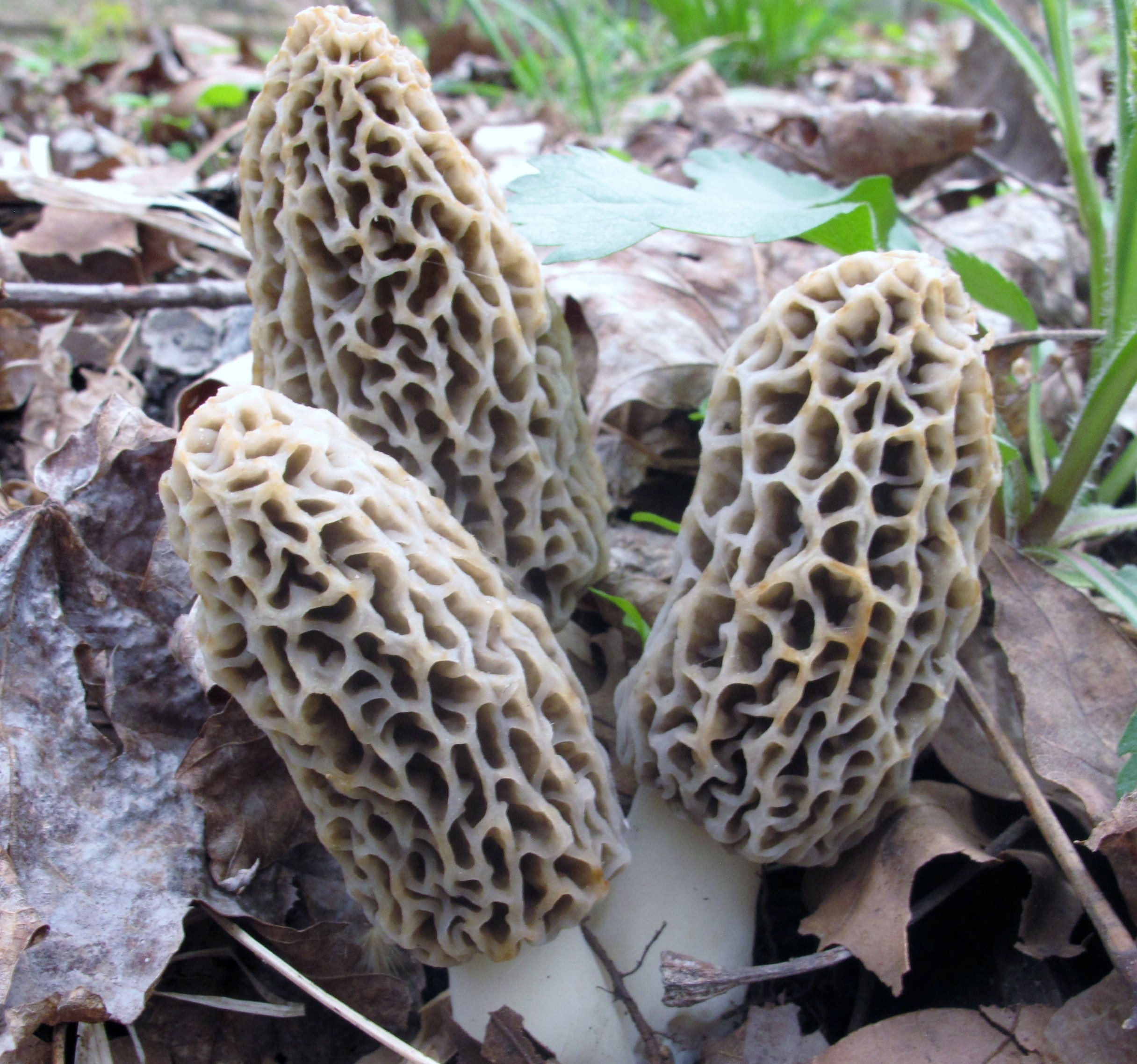How To Find Morel Mushrooms
 301 Moved Permanently