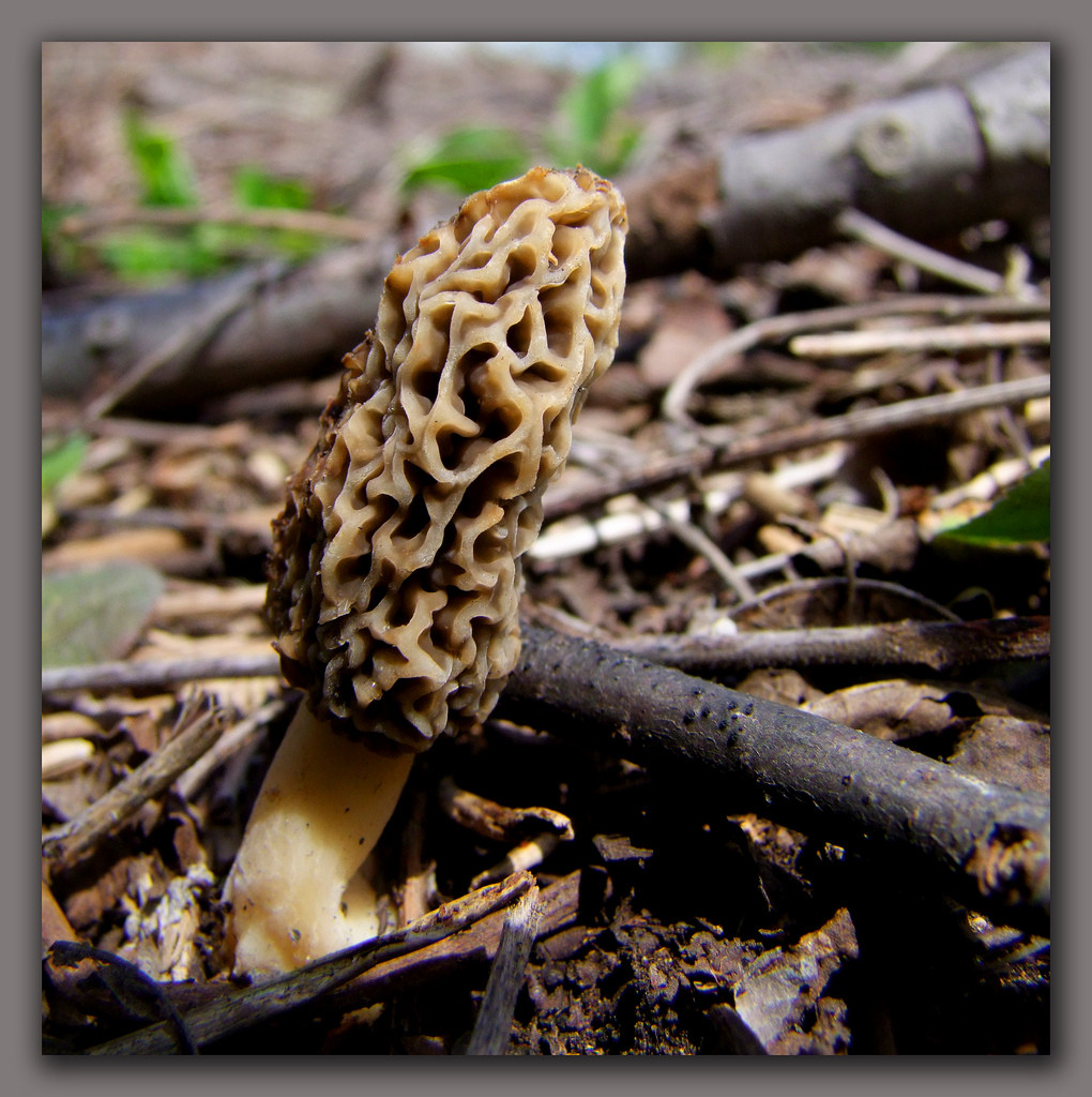 How To Find Morel Mushrooms
 How to Find Morel Mushrooms 5 Steps wikiHow