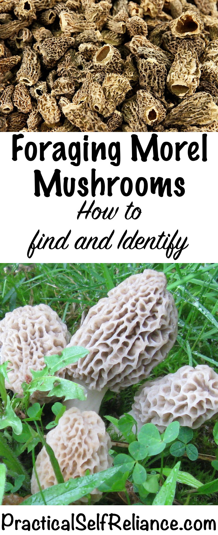 How To Find Morel Mushrooms
 Morel Mushrooms How to Find and Identify Morels