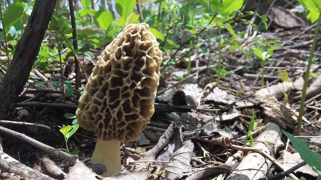 How To Find Morel Mushrooms
 How To Find Morel Mushrooms Early Season in Michigan