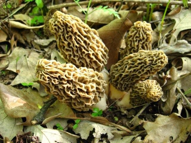 How To Find Morel Mushrooms
 Western Outdoors Finding Morel Mushrooms Tips on Where