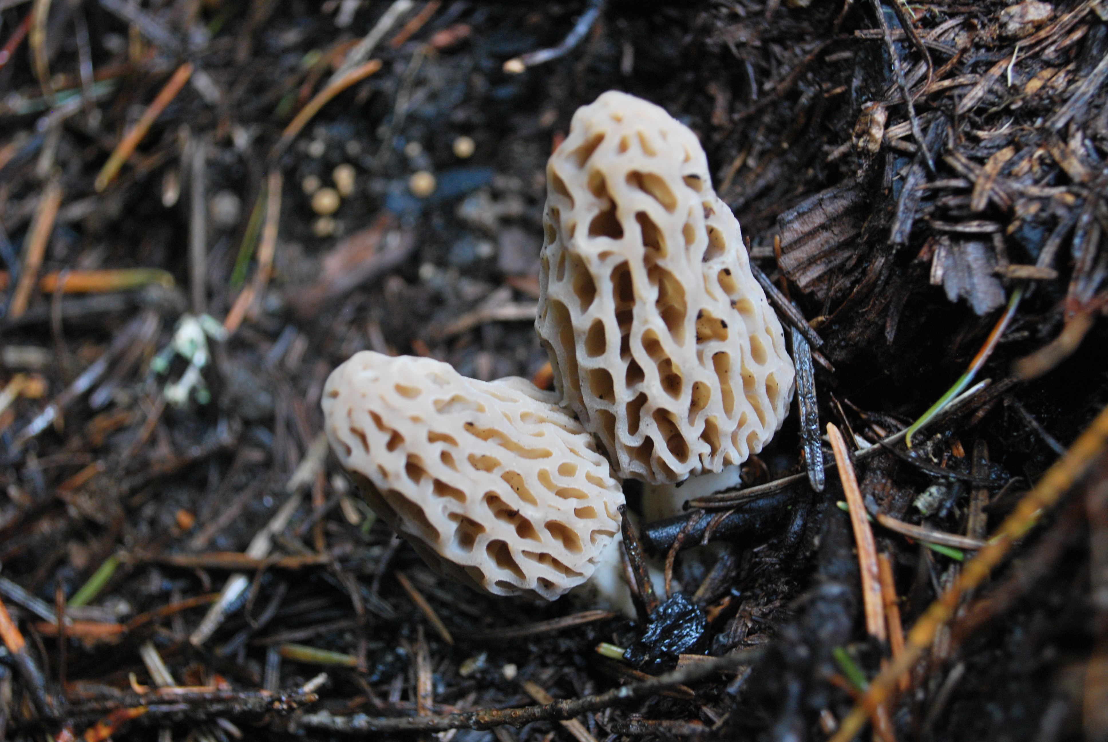 How To Find Morel Mushrooms
 How to Find Wild Morel Mushrooms