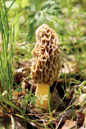 How To Find Morel Mushrooms
 Know Oregon Mushroom Season Rules
