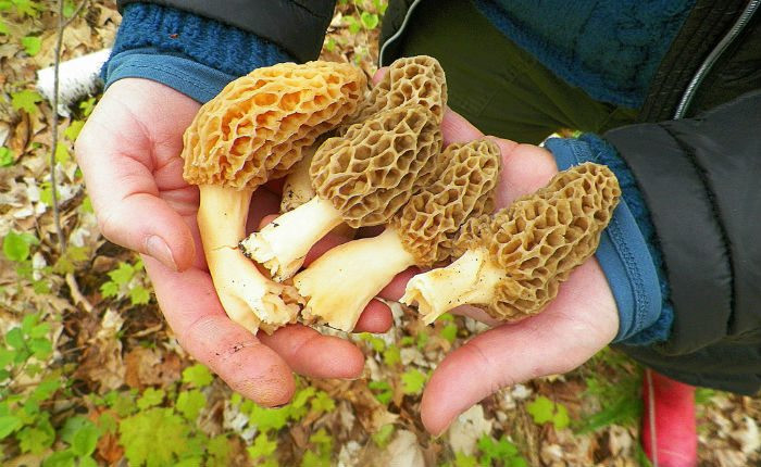 How To Find Morel Mushrooms
 The 10 Best Places to Find Morel Mushrooms