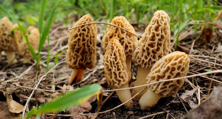 How To Find Morel Mushrooms
 The 10 Best Places to Find Morel Mushrooms