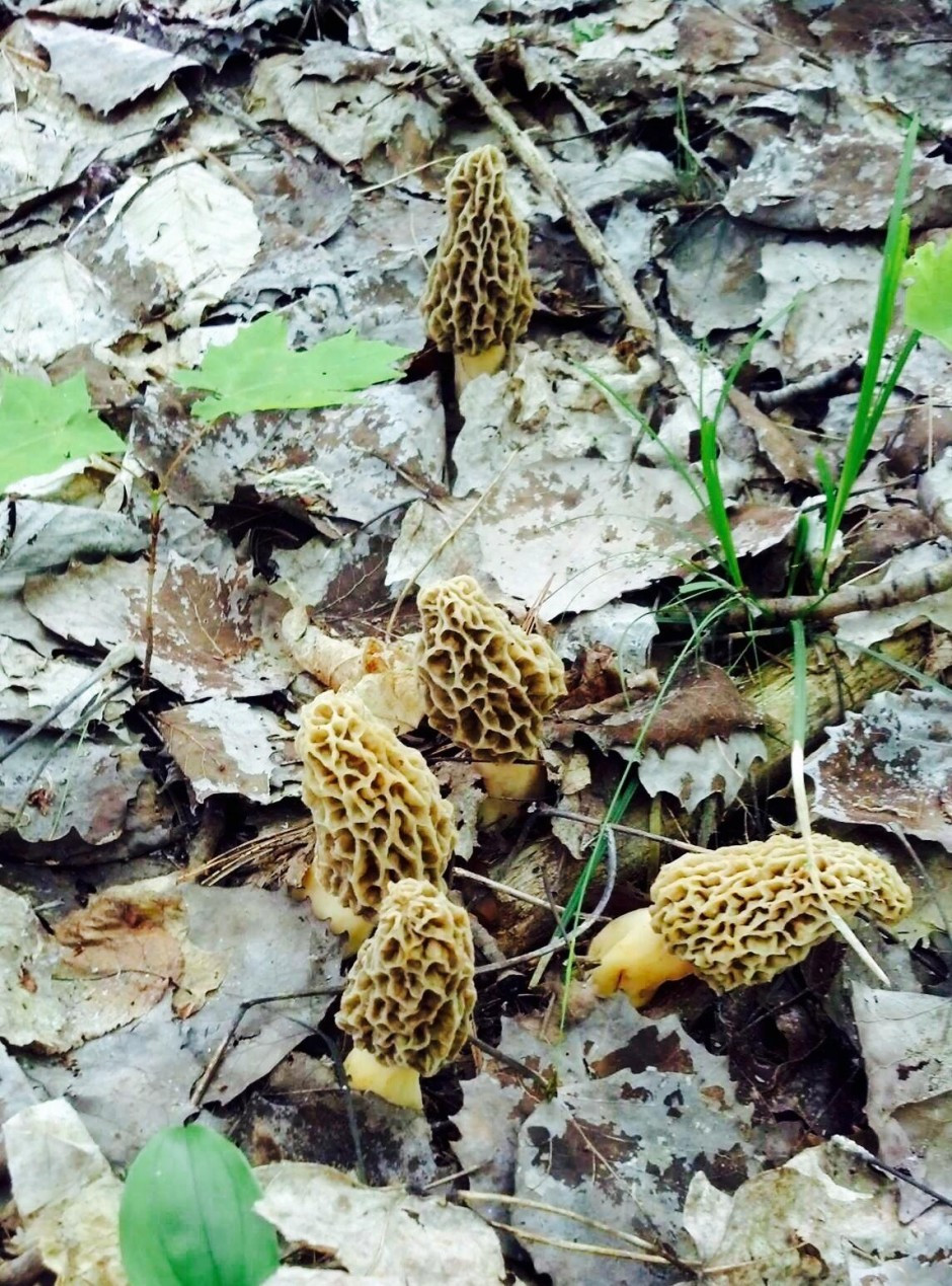 How To Find Morel Mushrooms
 Tips for finding morel mushrooms Glen Arbor Sun