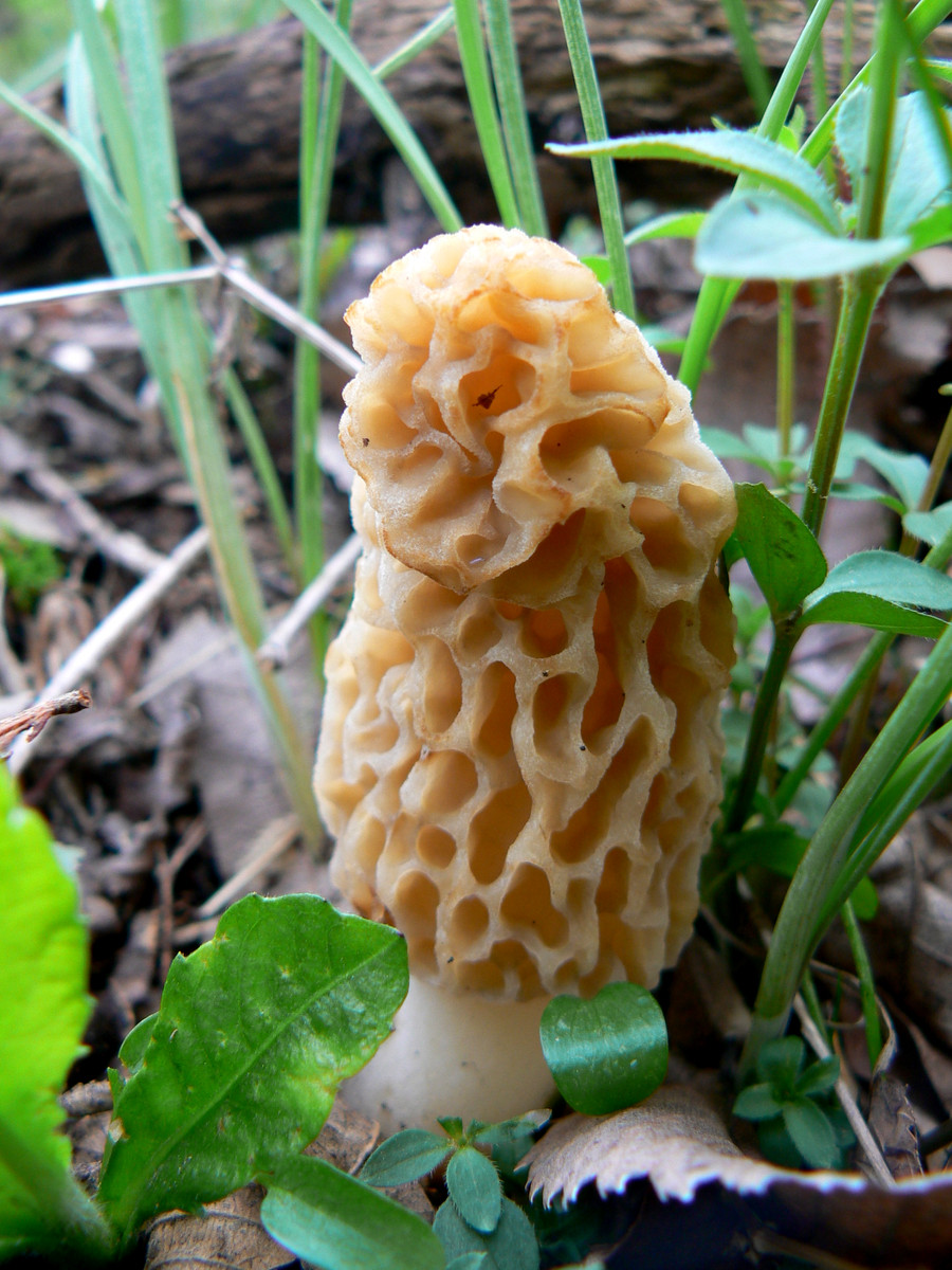 How To Find Morel Mushrooms
 Video Guide to Finding Morel Mushrooms
