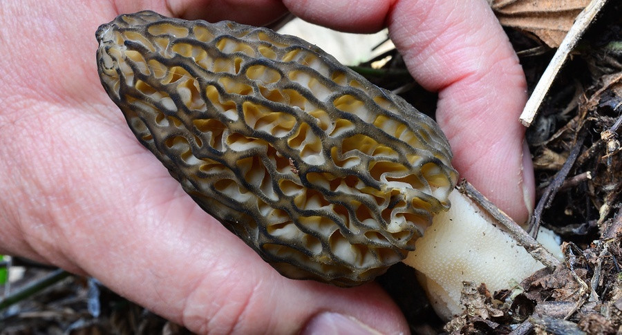 How To Find Morel Mushrooms
 2015 The Biggest Morel Mushroom Harvest in World History