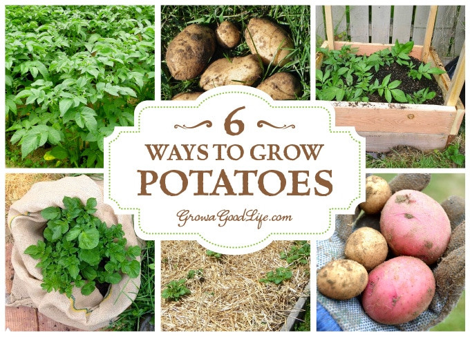 How To Grow A Potato
 6 Ways to Grow Potatoes