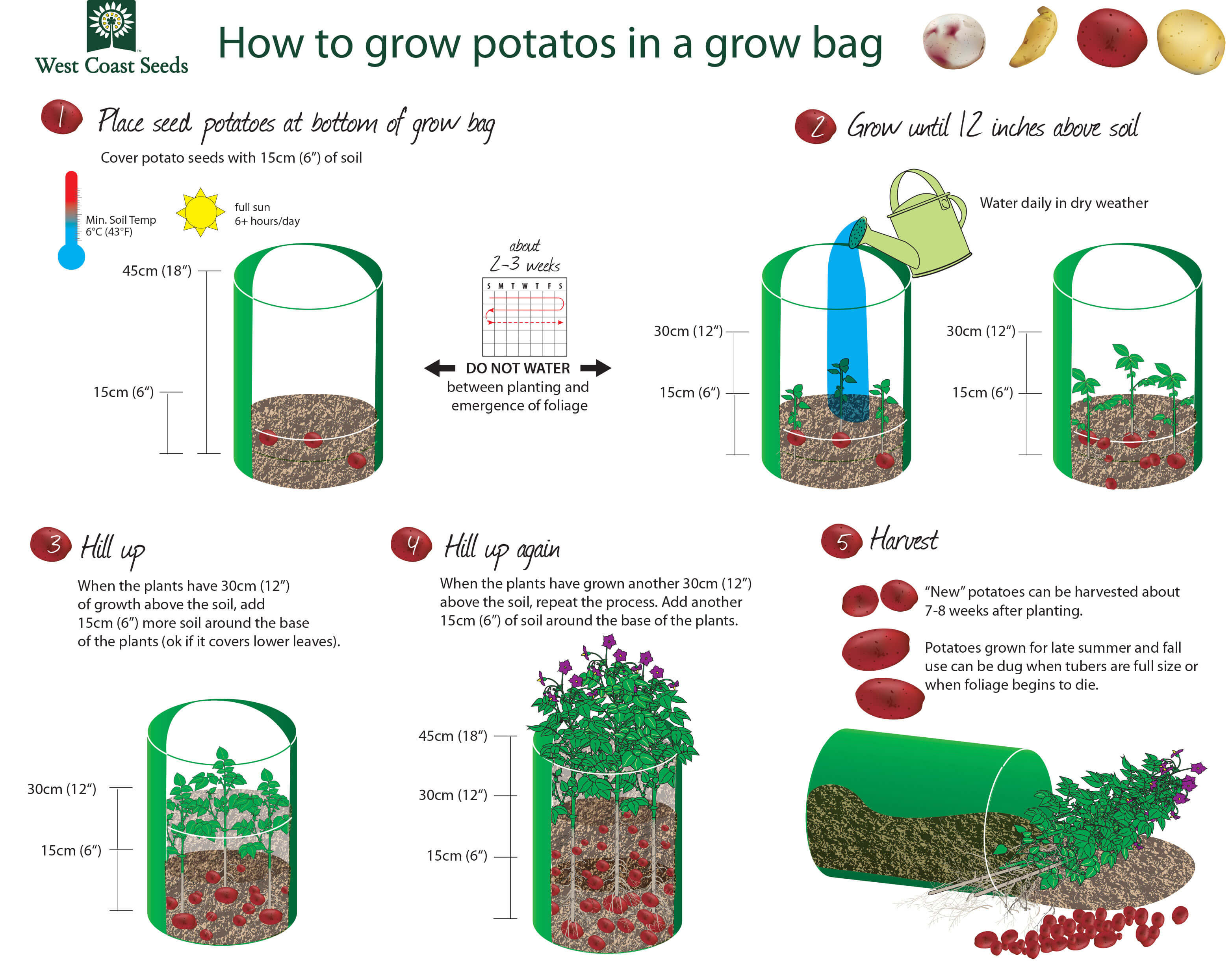 How To Grow A Potato
 How to Grow Potatoes