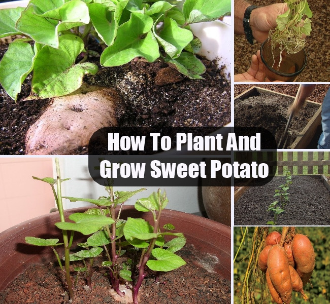 How To Grow A Potato
 How To Plant And Grow Sweet Potato