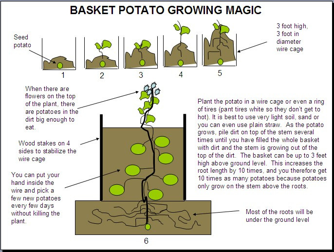 How To Grow A Potato
 Grow Your Favorite Potatoes In Containers