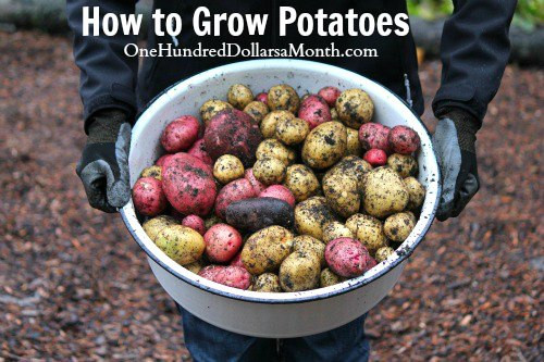 How To Grow A Potato
 How to Grow Seed Potatoes Start to Finish e Hundred