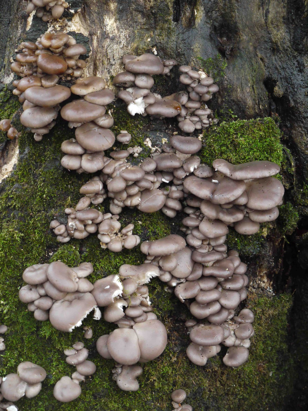 How To Grow Oyster Mushrooms
 Foraging For Oyster Mushrooms