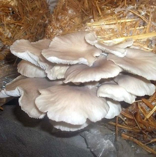 How To Grow Oyster Mushrooms
 How To Grow Oyster Mushrooms
