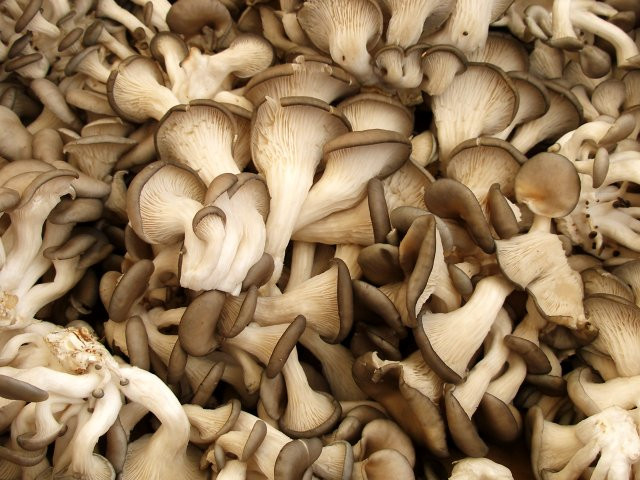 How To Grow Oyster Mushrooms
 HOW TO Grow Your Own Oyster Mushrooms