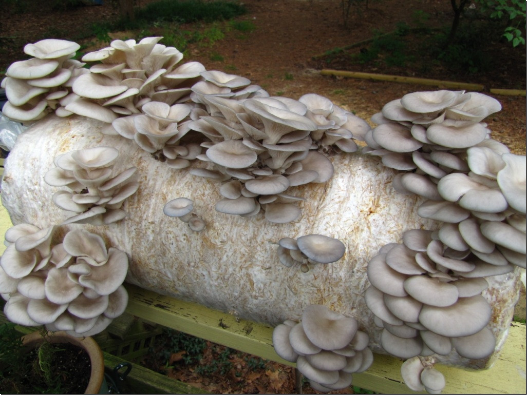How To Grow Oyster Mushrooms
 OYESTER MUSHROOM DK Mushrooms