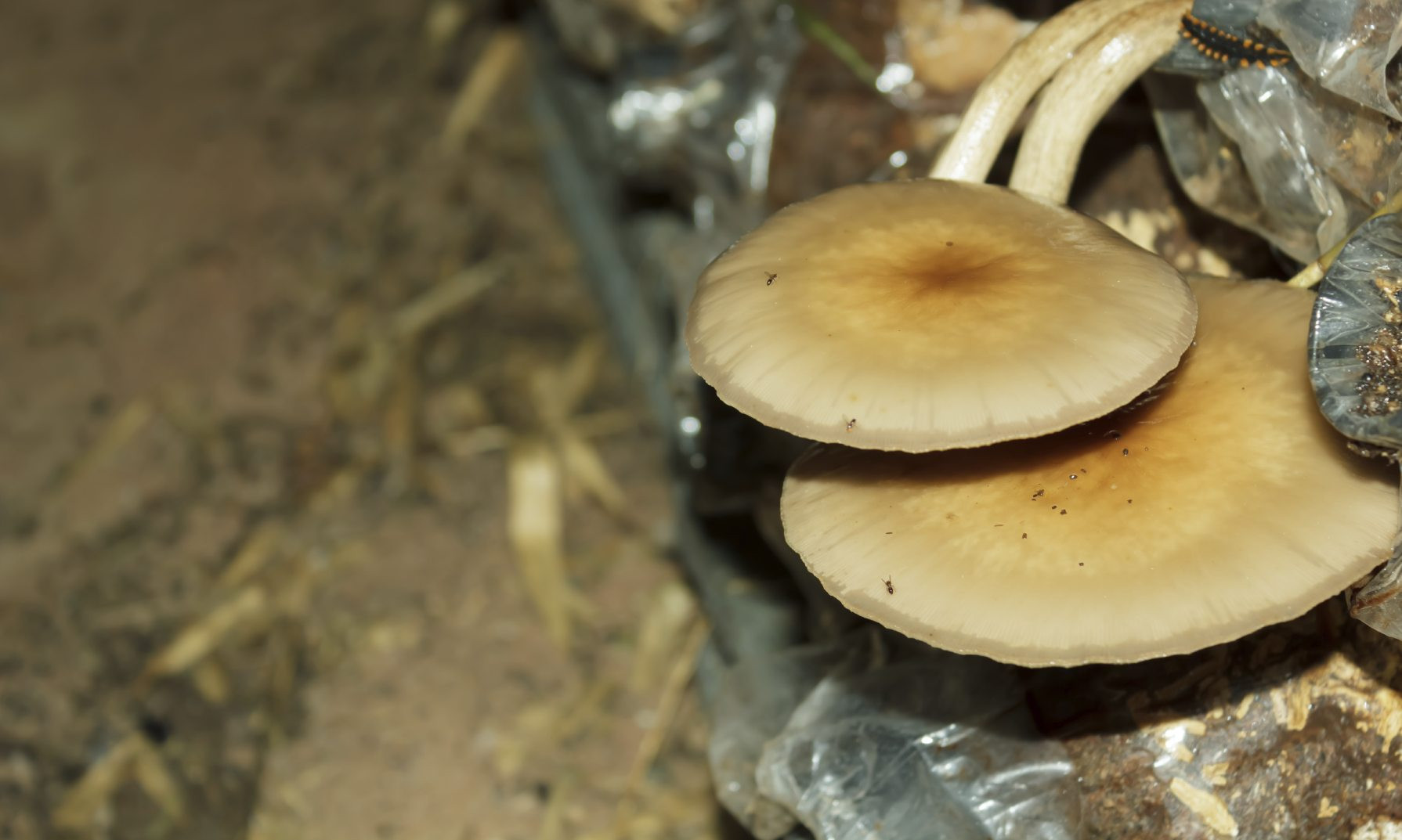 How To Grow Oyster Mushrooms
 Growing Oyster Mushrooms Learn About The Cultivation