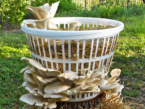 How To Grow Oyster Mushrooms
 How Simple It Is To Grow Mushrooms Step By Step 1 5