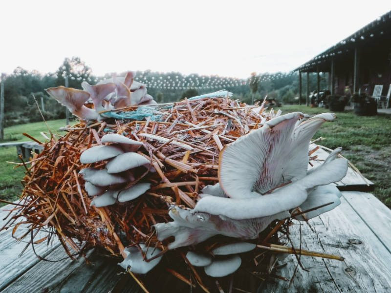 How To Grow Oyster Mushrooms
 How to Grow Oyster Mushrooms Indoors Permacrafters