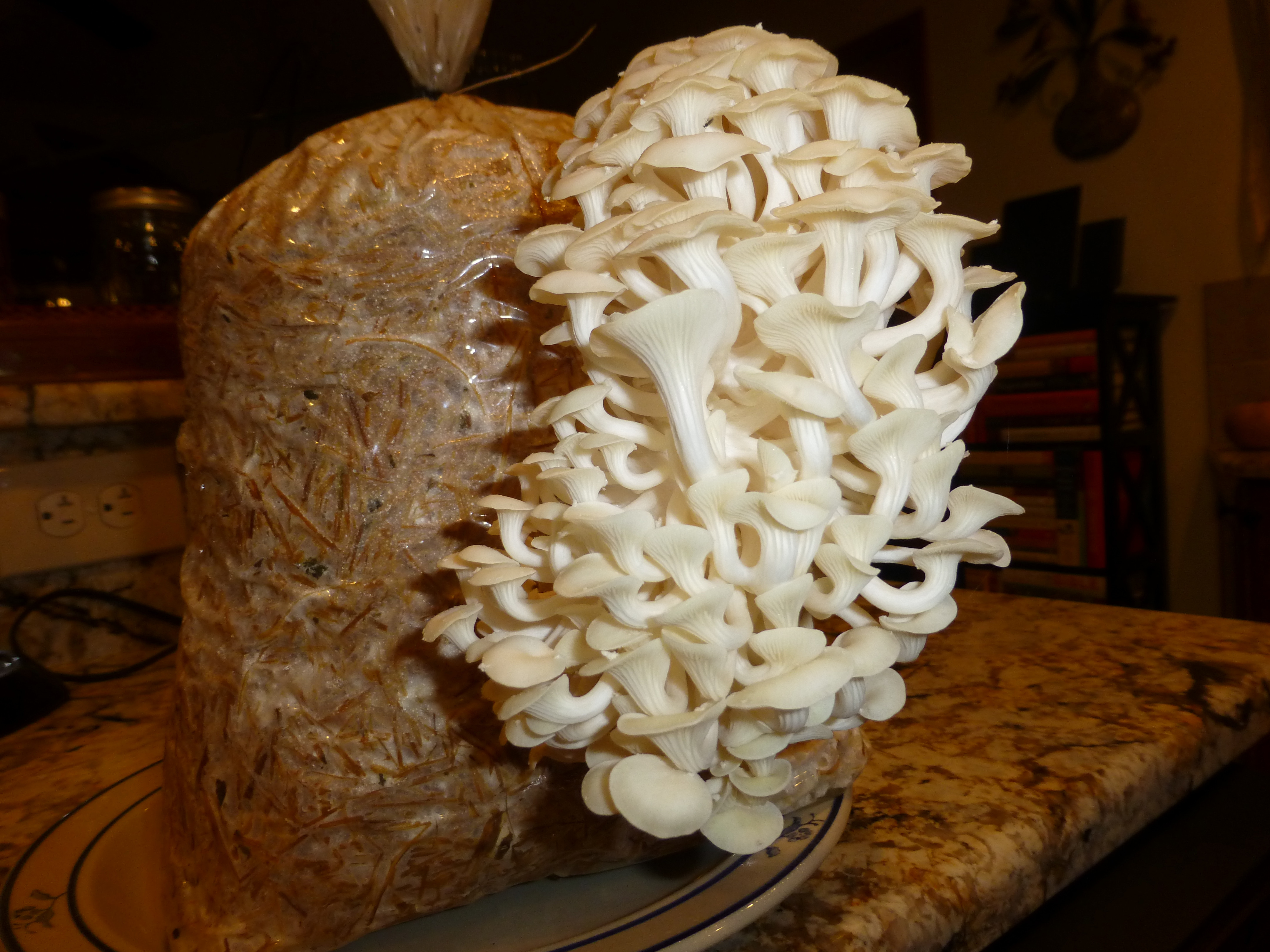 How To Grow Oyster Mushrooms
 Making it Easy to Grow Your Own Mushrooms — Veggie