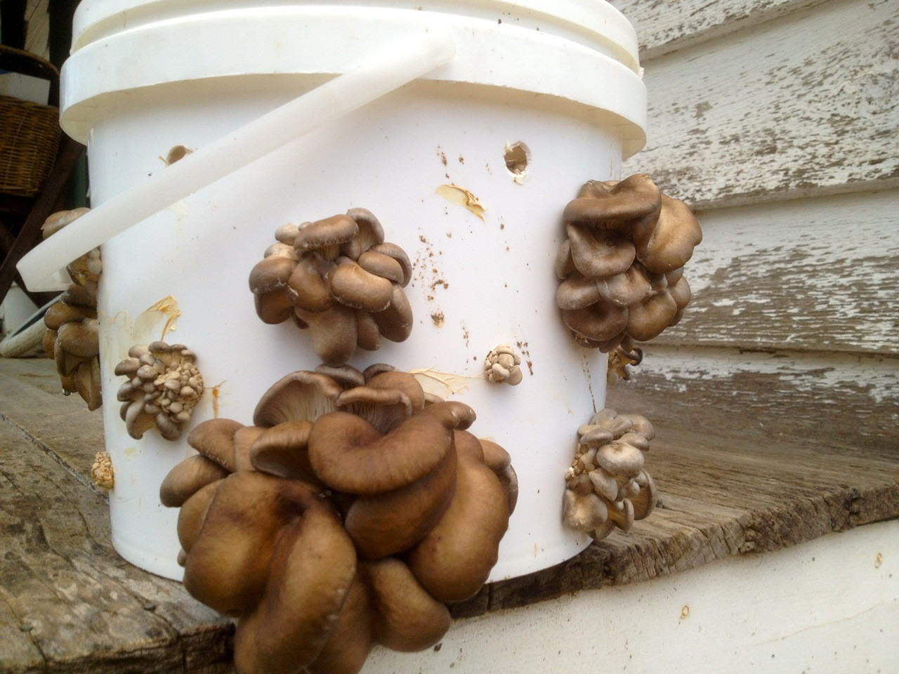 How To Grow Oyster Mushrooms
 Growing Oyster Mushrooms in a Bucket Milkwood