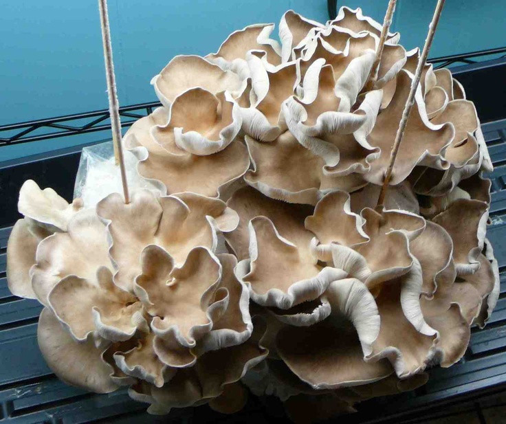How To Grow Oyster Mushrooms
 27 best images about mushroom farm on Pinterest