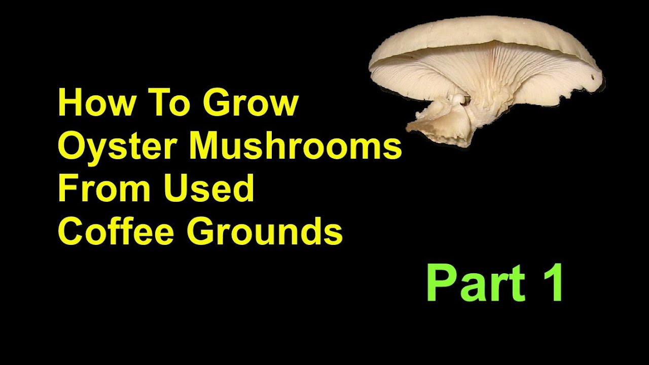 How To Grow Oyster Mushrooms
 How To Grow Oyster Mushrooms From Used Coffee Grounds