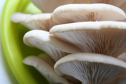 How To Grow Oyster Mushrooms
 Growing Mushrooms in Coffee Grounds