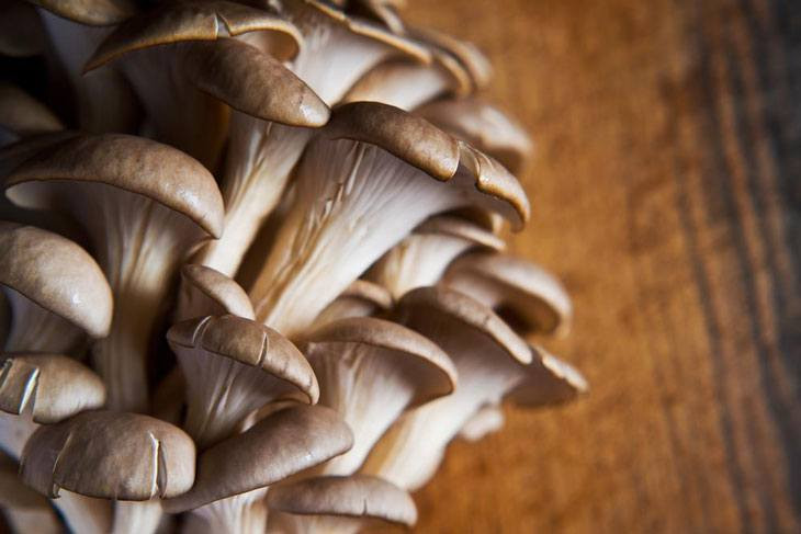 How To Grow Oyster Mushrooms
 How to Grow Oyster Mushrooms The Basic Knowledge You Need