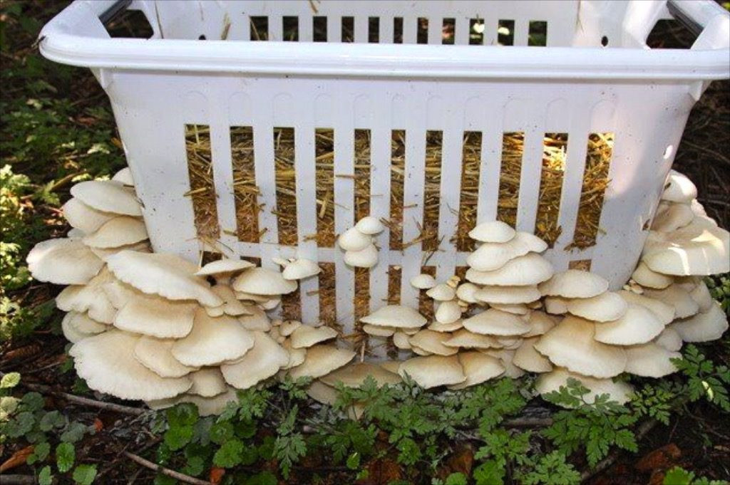 How To Grow Oyster Mushrooms
 Starting a Mushroom Garden 5 ways to growing