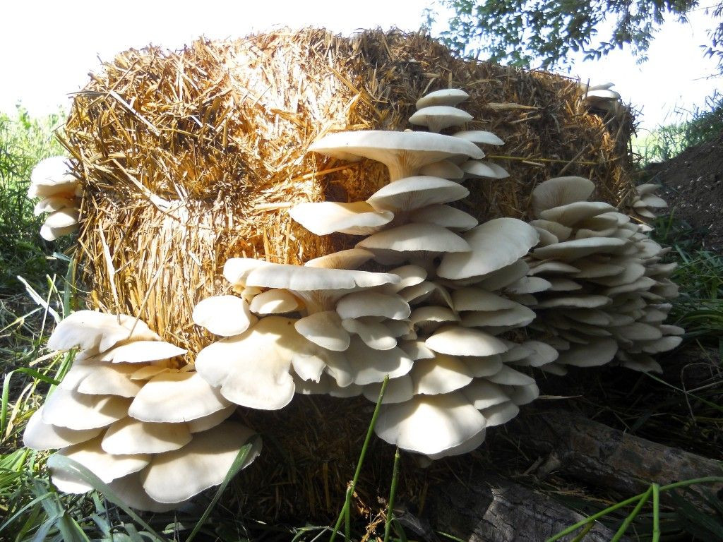 How To Grow Oyster Mushrooms
 Growing mushrooms in straw bales straw makes the perfect