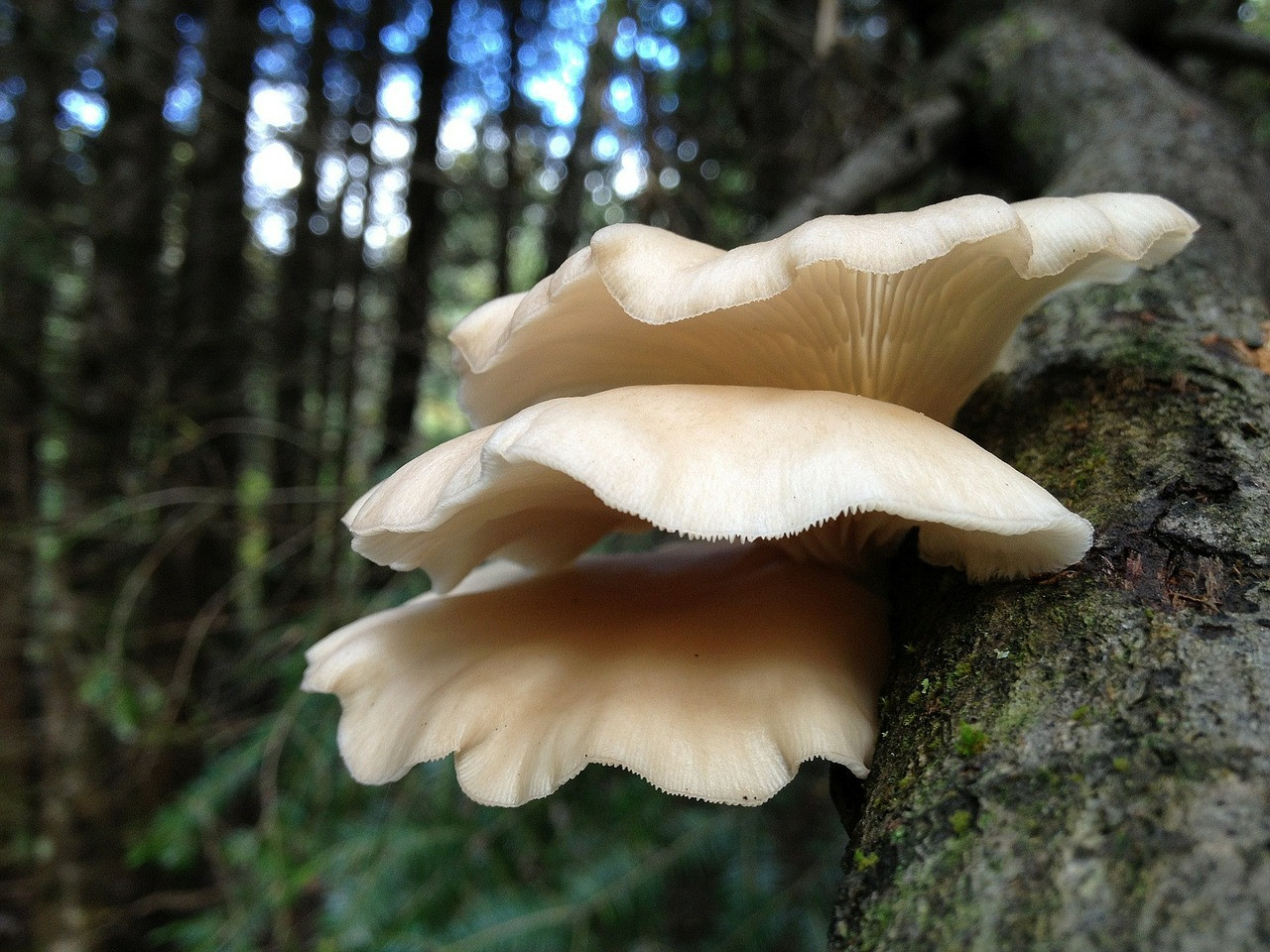 How To Grow Oyster Mushrooms
 How to Grow Oyster Mushrooms