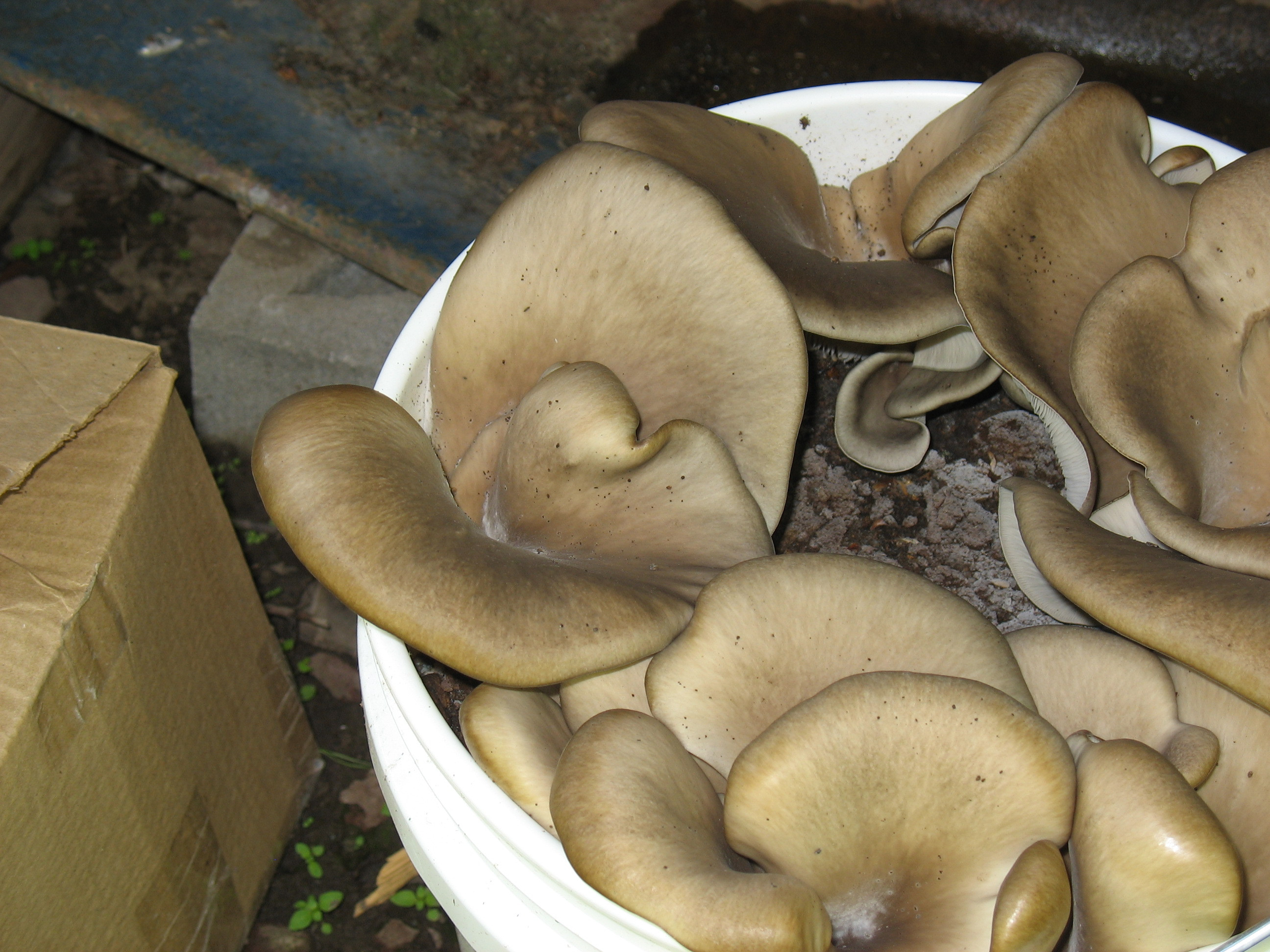 How To Grow Oyster Mushrooms
 Oyster Mushrooms Coffee Grounds