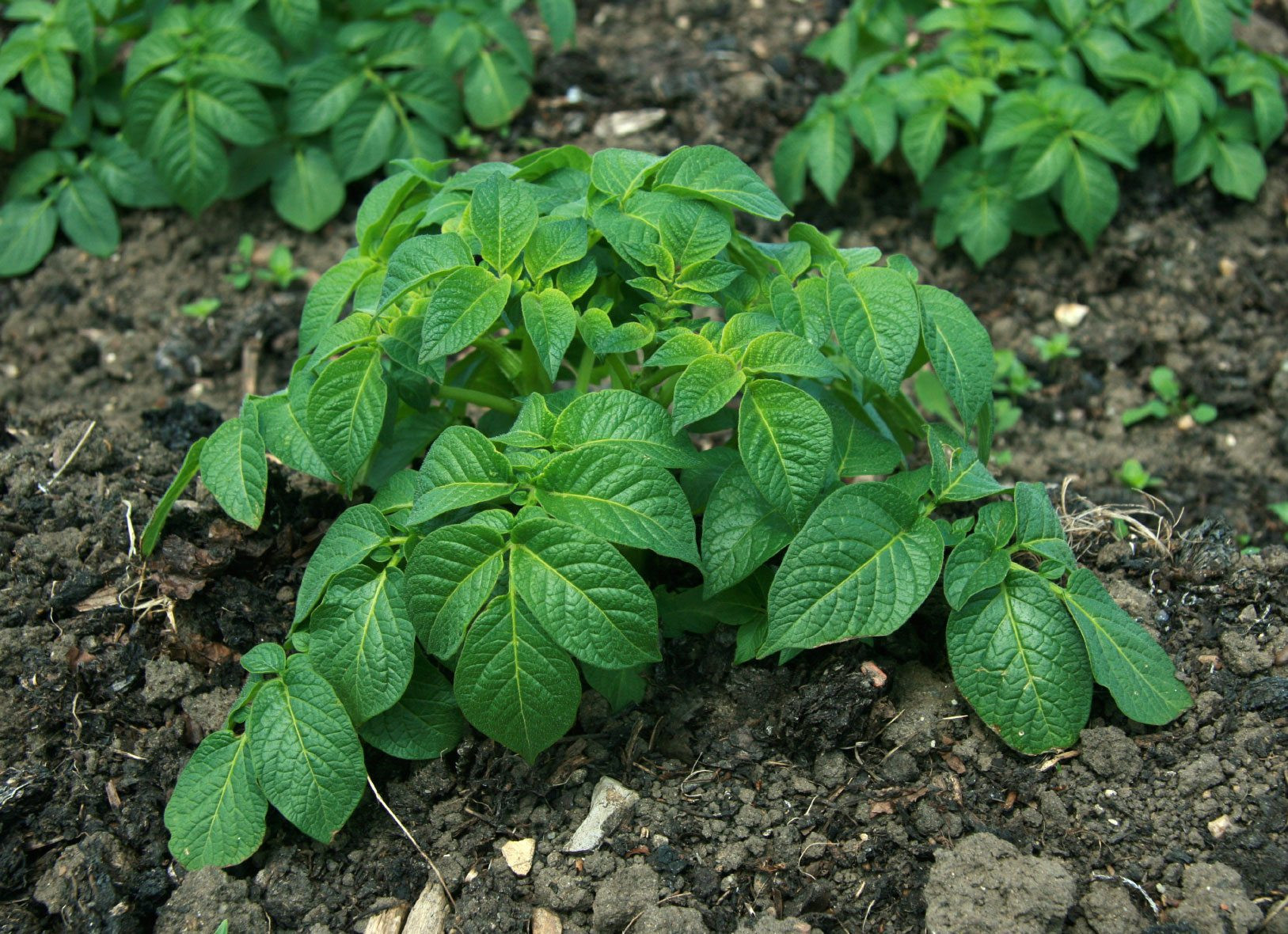 Is A Potato A Vegetable
 Potatoes Produced Leaves But No Crop Reasons For Low
