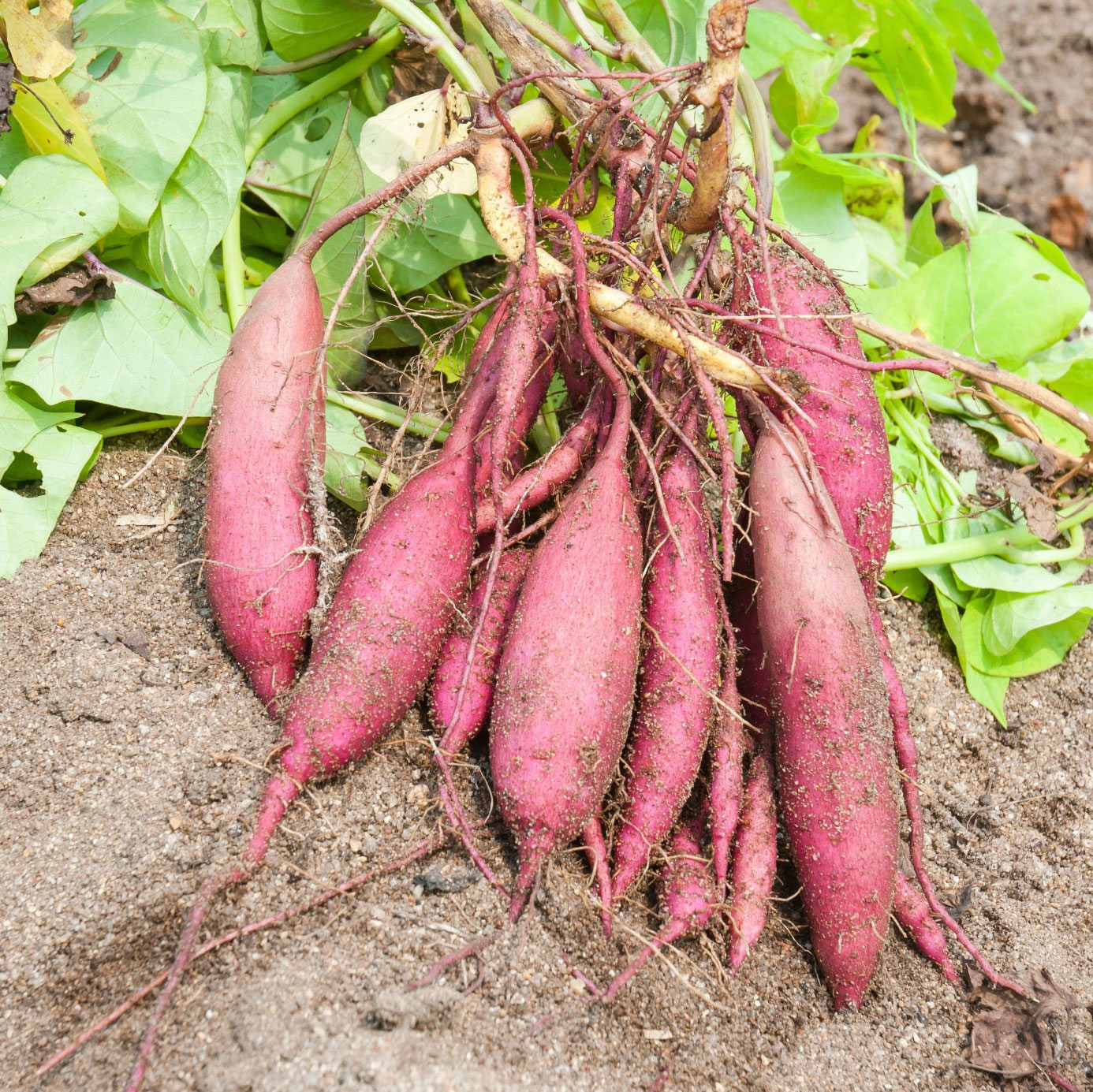 Is A Potato A Vegetable
 Growing Sweet Potatoes How To Grow Sweet Potatoes
