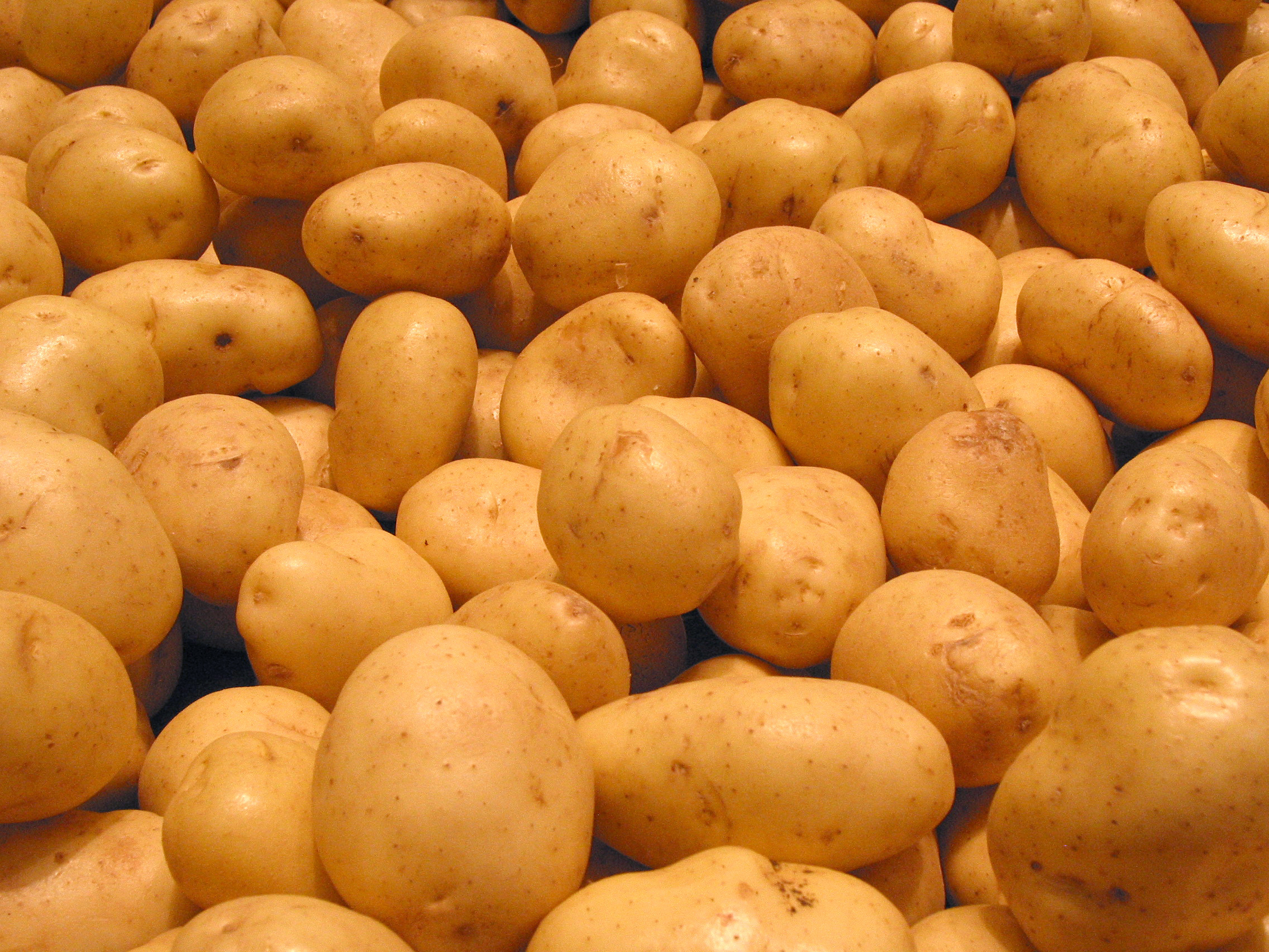 Is A Potato A Vegetable
 White Potato FREE Stock Image Picture White
