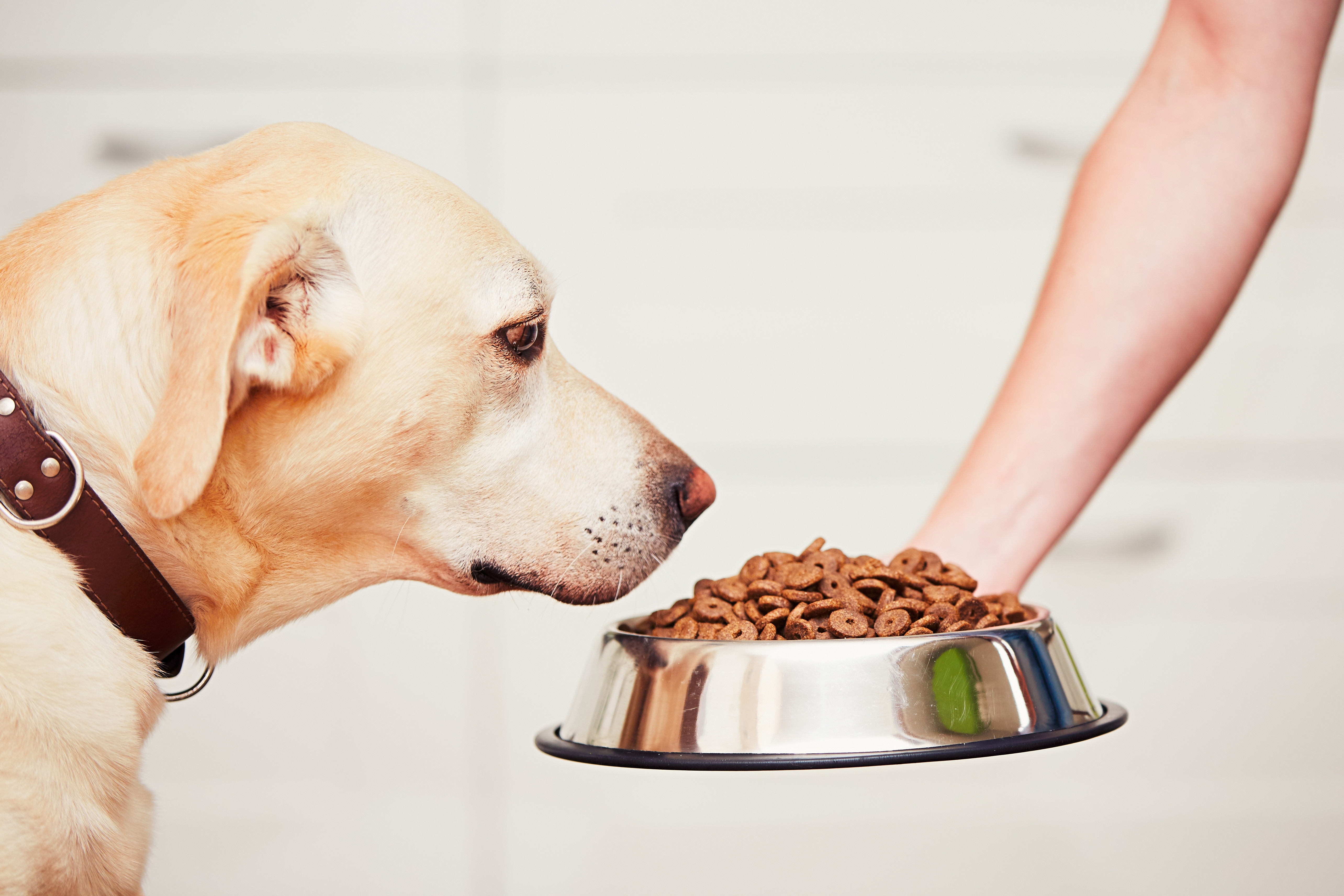 Is Brown Rice Good For Dogs
 Brown rice for dogs and it’s surprising uses Practical