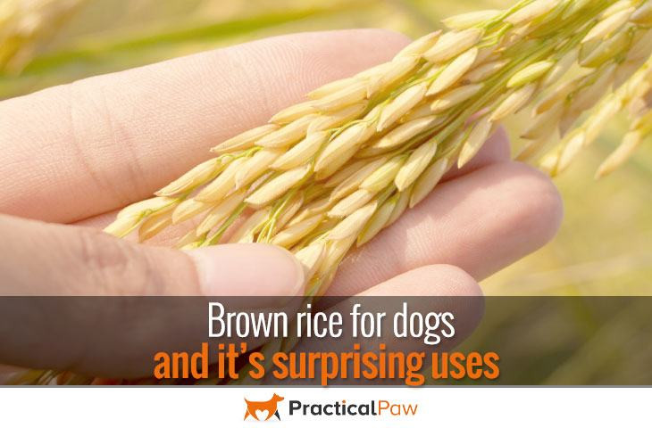 Is Brown Rice Good For Dogs
 Brown rice for dogs and it’s surprising uses Practical