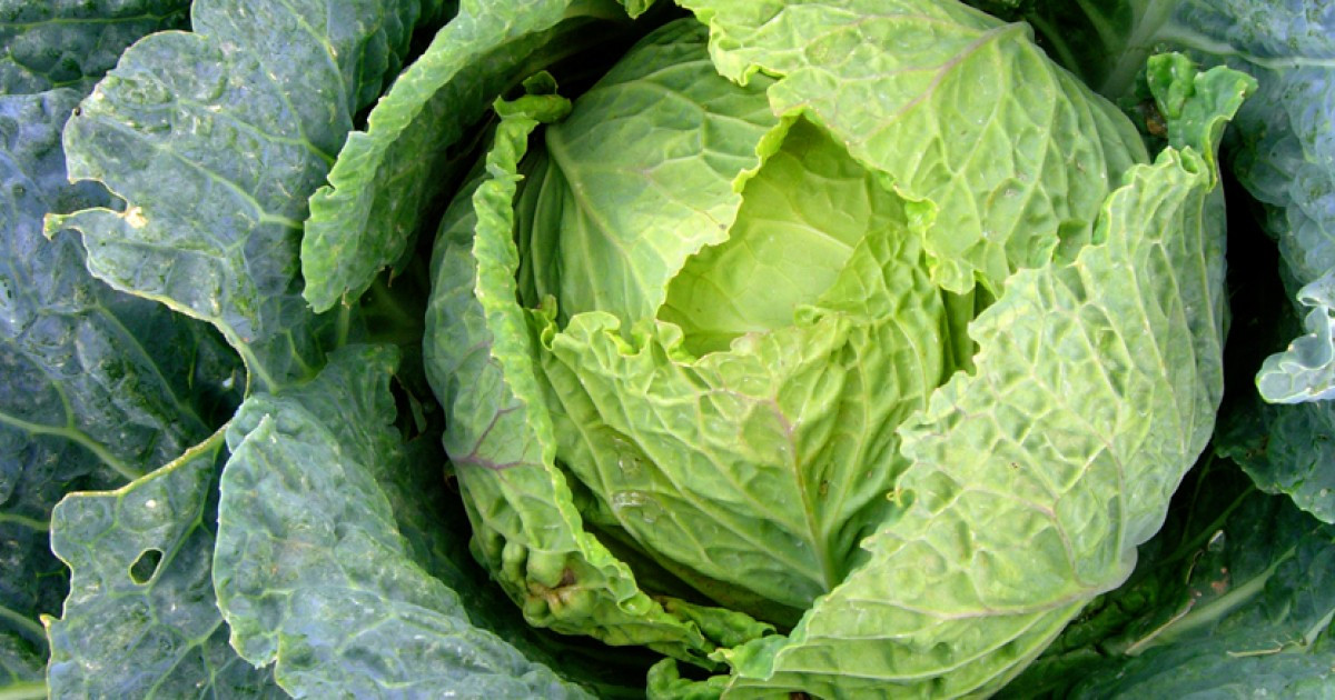 Is Cabbage Healthy
 Cabbage The Superfood s Health Benefits