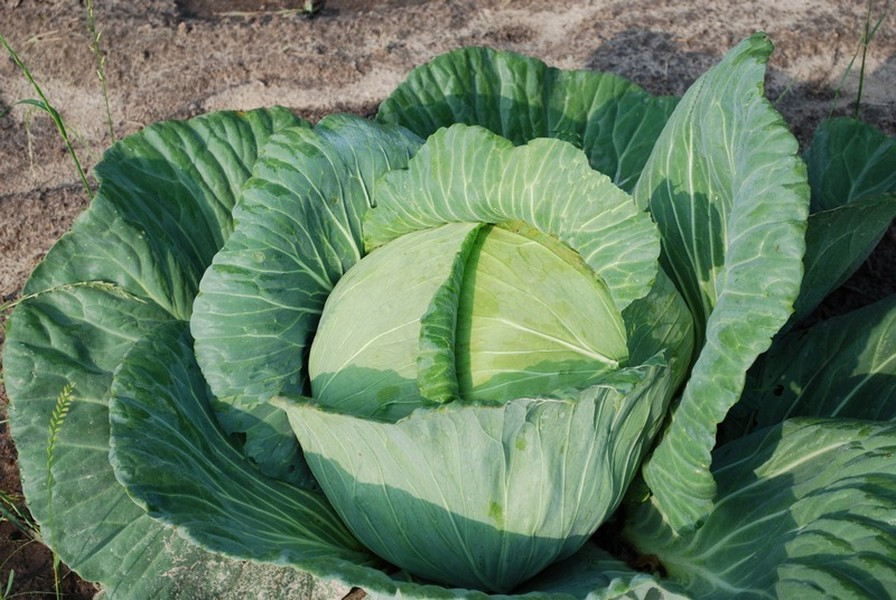 Is Cabbage Healthy
 Growing a Healthy Cabbage Bonnie Cabbage Program