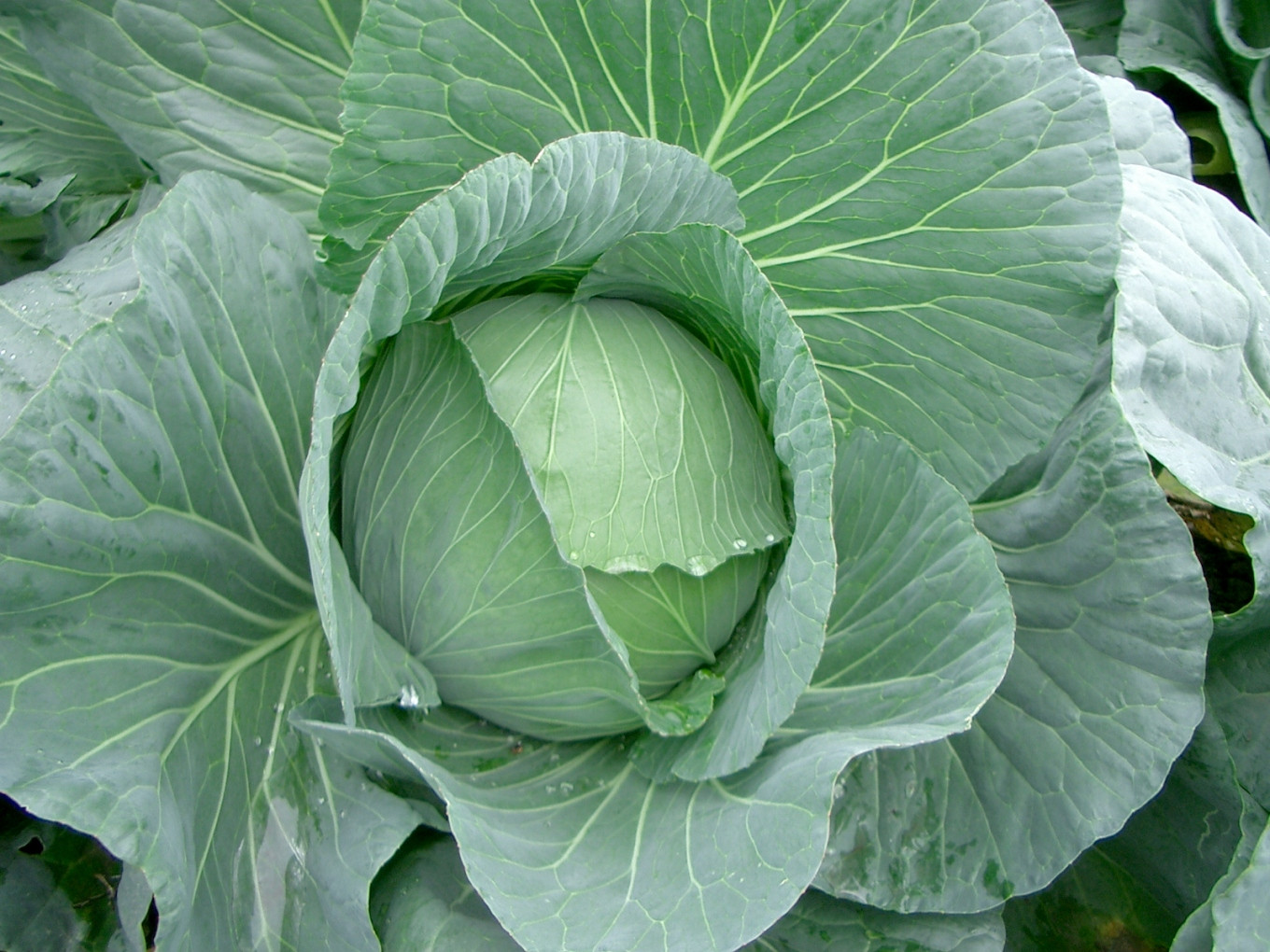 Is Cabbage Healthy
 Healthy Heart with Cabbage Secretly Healthy