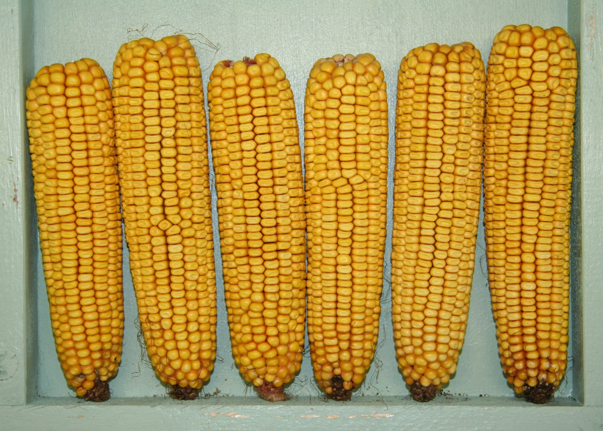 Is Corn Paleo
 How to Avoid Corn The Paleo Mom