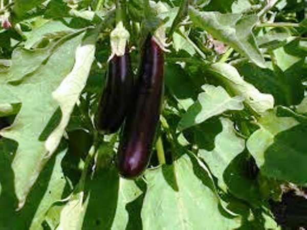 Italian Term For Eggplant
 Eggplant Long Purple Italian Heirloom 40 seeds