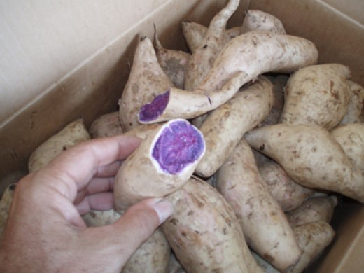 Japanese Purple Sweet Potato
 Camote or Sweet Potato s Cooking and Health