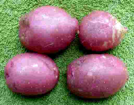 King Edward Potato
 Potatoes DIVERSITY english scottish varieties The