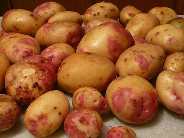 King Edward Potato
 Seed Potato Grow Your Own King Edward Potatoes