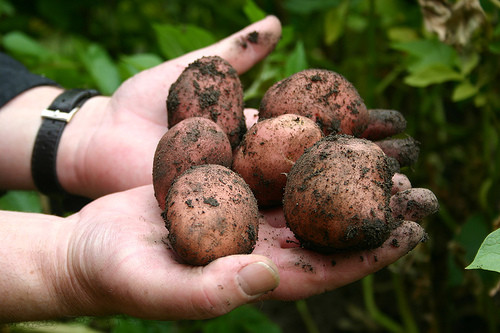 King Edward Potato
 King Edward WikiGardener The gardening site that