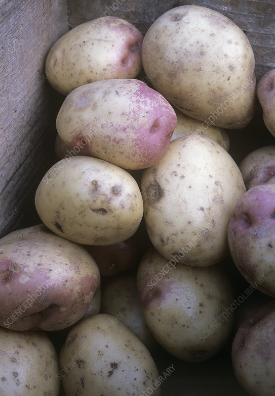 King Edward Potato
 Potatoes Solanum King Edward Stock Image H110 3724